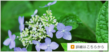 花だより