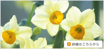 花だよりの詳細へ