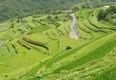 中山の千枚田